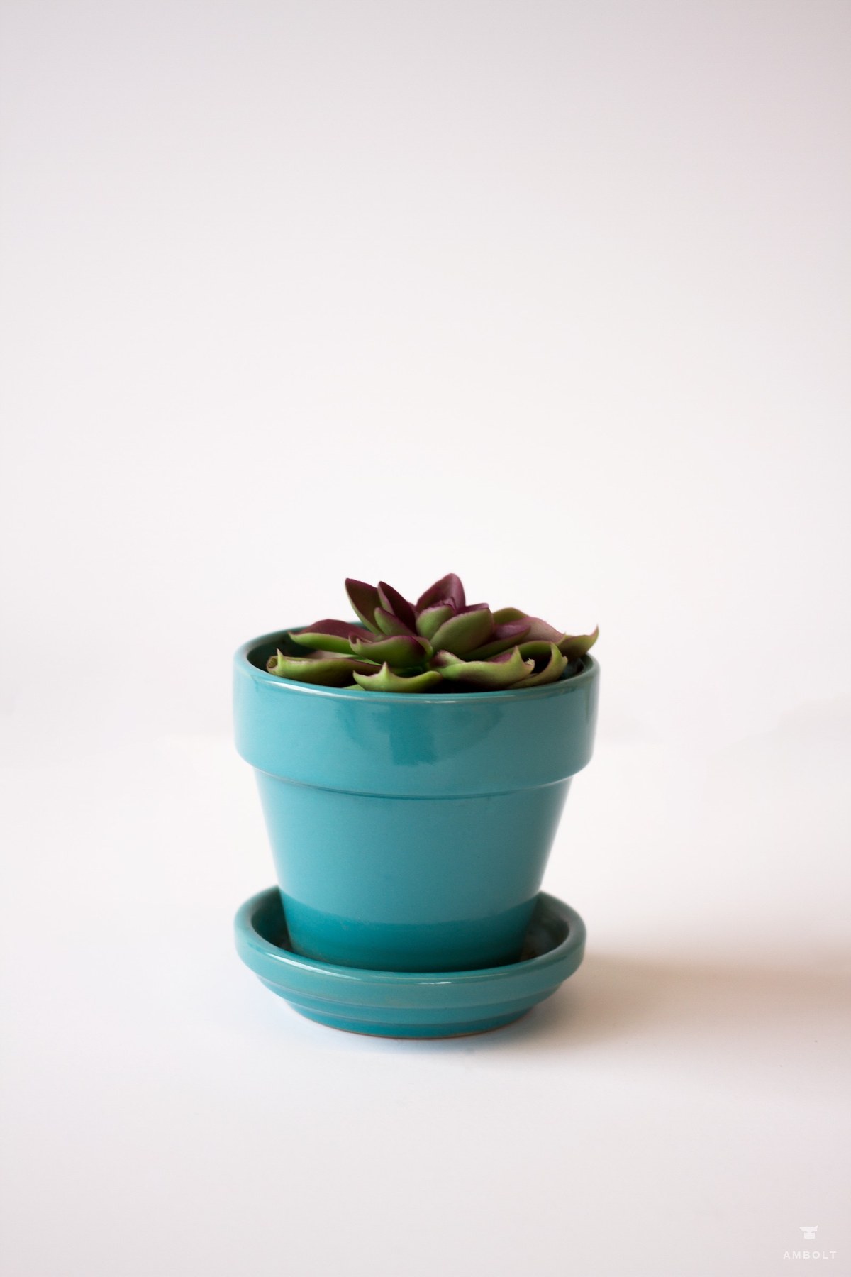 Succulent in a ceramic planter